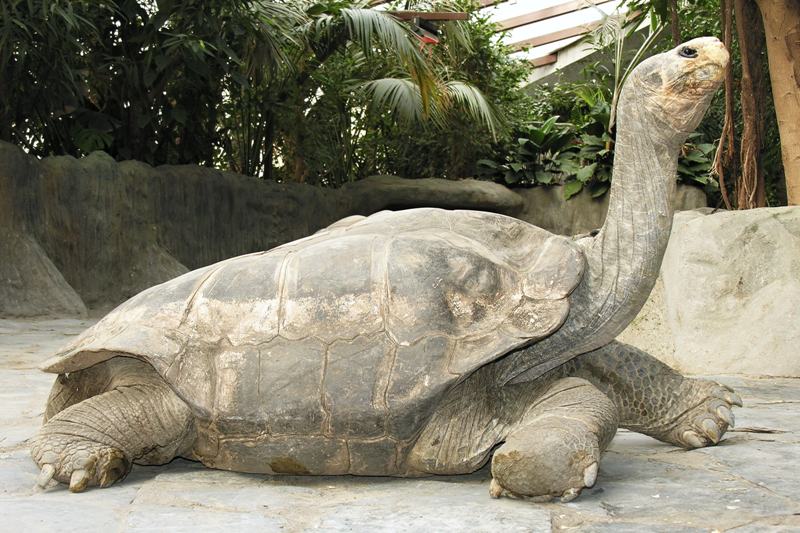 Antonio, želva sloní pinzónská ze Zoo Praha. Autor: Petr Velenský, Zoo Praha  